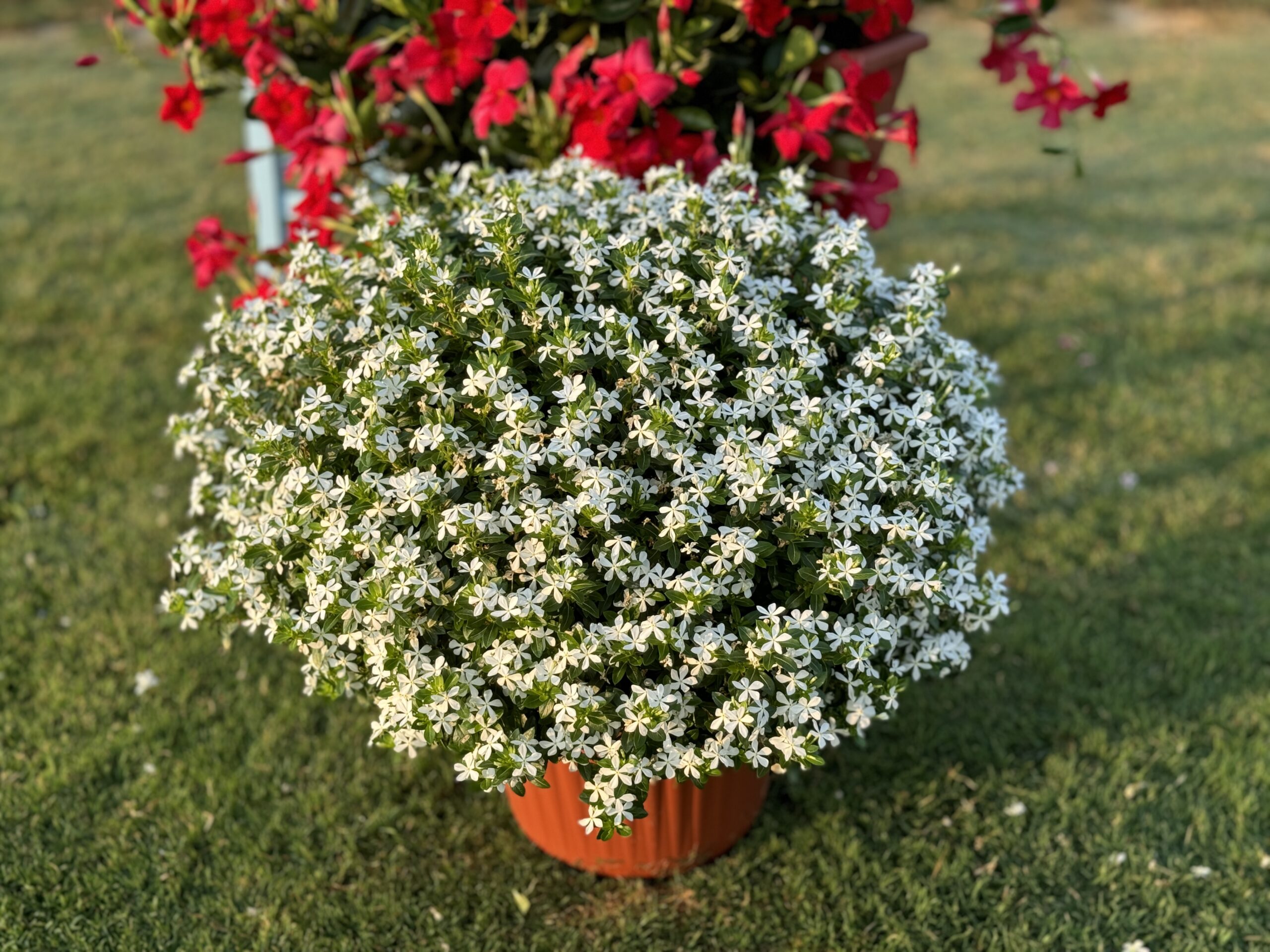 1. 12847 - Frosty White