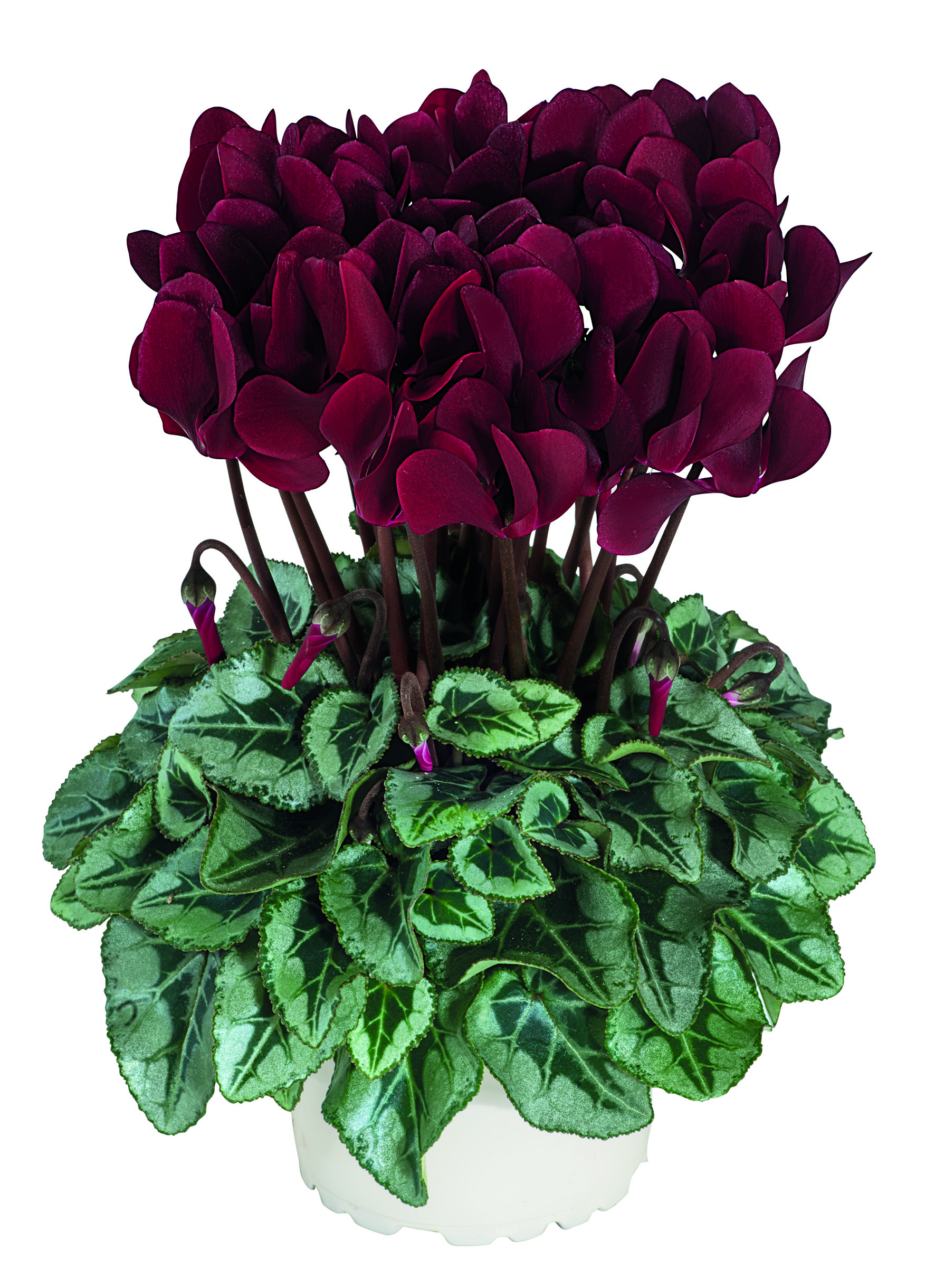 6221 VERY SPECIAL® TUXEDO® Magenta fonce//Deep magenta